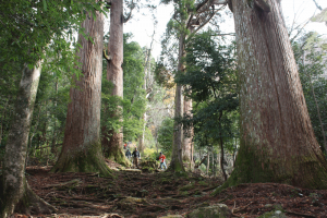 樹齢1,000年の市房杉